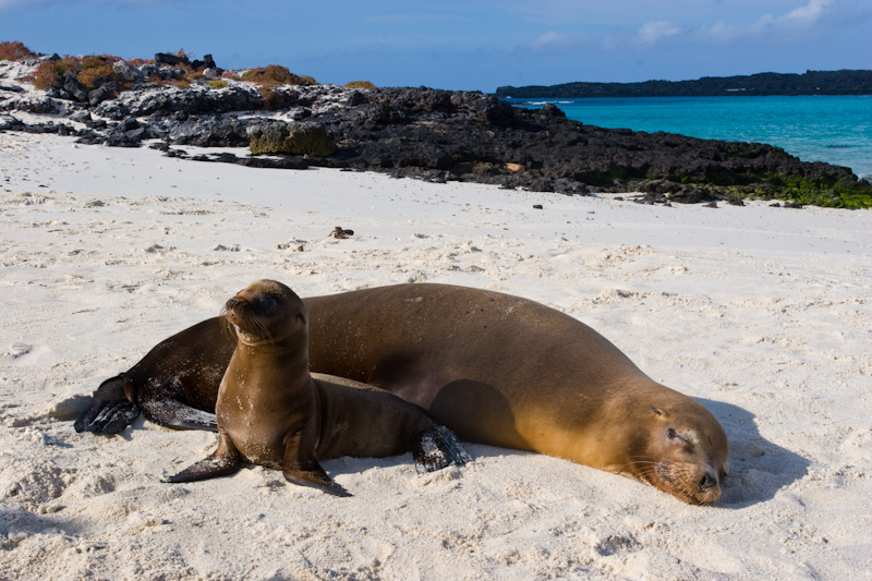 Galápagos Sealions On Beach